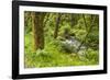 Oswald West State Park, Oregon. a Sylvan View of Short Sand Creek-Michael Qualls-Framed Photographic Print