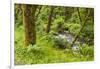 Oswald West State Park, Oregon. a Sylvan View of Short Sand Creek-Michael Qualls-Framed Photographic Print