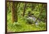 Oswald West State Park, Oregon. a Sylvan View of Short Sand Creek-Michael Qualls-Framed Photographic Print