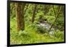 Oswald West State Park, Oregon. a Sylvan View of Short Sand Creek-Michael Qualls-Framed Photographic Print