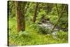 Oswald West State Park, Oregon. a Sylvan View of Short Sand Creek-Michael Qualls-Stretched Canvas