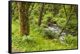 Oswald West State Park, Oregon. a Sylvan View of Short Sand Creek-Michael Qualls-Framed Stretched Canvas