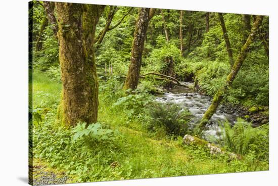 Oswald West State Park, Oregon. a Sylvan View of Short Sand Creek-Michael Qualls-Stretched Canvas