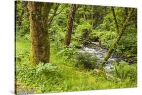 Oswald West State Park, Oregon. a Sylvan View of Short Sand Creek-Michael Qualls-Stretched Canvas