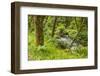 Oswald West State Park, Oregon. a Sylvan View of Short Sand Creek-Michael Qualls-Framed Photographic Print