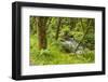 Oswald West State Park, Oregon. a Sylvan View of Short Sand Creek-Michael Qualls-Framed Photographic Print