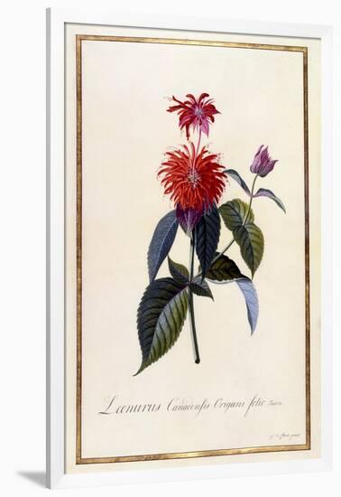 Oswego Tea Plant, C.1740-Georg Dionysius Ehret-Framed Giclee Print