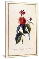 Oswego Tea Plant, C.1740-Georg Dionysius Ehret-Stretched Canvas