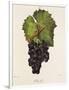 Othello Grape-J. Troncy-Framed Giclee Print