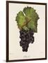 Othello Grape-J. Troncy-Framed Giclee Print