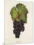 Othello Grape-J. Troncy-Mounted Giclee Print