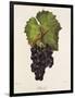 Othello Grape-J. Troncy-Framed Giclee Print