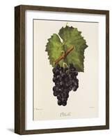 Othello Grape-J. Troncy-Framed Giclee Print