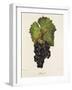 Othello Grape-J. Troncy-Framed Giclee Print