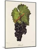 Othello Grape-J. Troncy-Mounted Giclee Print