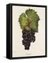 Othello Grape-J. Troncy-Framed Stretched Canvas