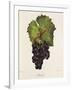 Othello Grape-J. Troncy-Framed Giclee Print