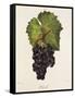 Othello Grape-J. Troncy-Framed Stretched Canvas