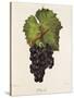 Othello Grape-J. Troncy-Stretched Canvas