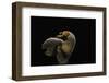 Otidea Cochleata (Brown Ear)-Paul Starosta-Framed Photographic Print