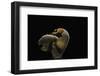 Otidea Cochleata (Brown Ear)-Paul Starosta-Framed Photographic Print