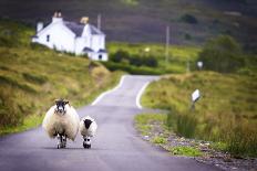 Two Sheep Walking on Street in Scotland-OtmarW-Stretched Canvas