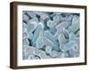 Otoliths from the Inner Ear of a Rabbit-Micro Discovery-Framed Premium Photographic Print