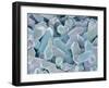 Otoliths from the Inner Ear of a Rabbit-Micro Discovery-Framed Premium Photographic Print