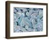 Otoliths from the Inner Ear of a Rabbit-Micro Discovery-Framed Photographic Print