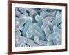 Otoliths from the Inner Ear of a Rabbit-Micro Discovery-Framed Photographic Print