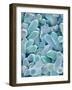 Otoliths from the Inner Ear of a Rabbit-Micro Discovery-Framed Photographic Print