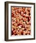 Otoliths of a Rabbit-Micro Discovery-Framed Photographic Print