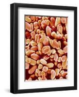 Otoliths of a Rabbit-Micro Discovery-Framed Photographic Print