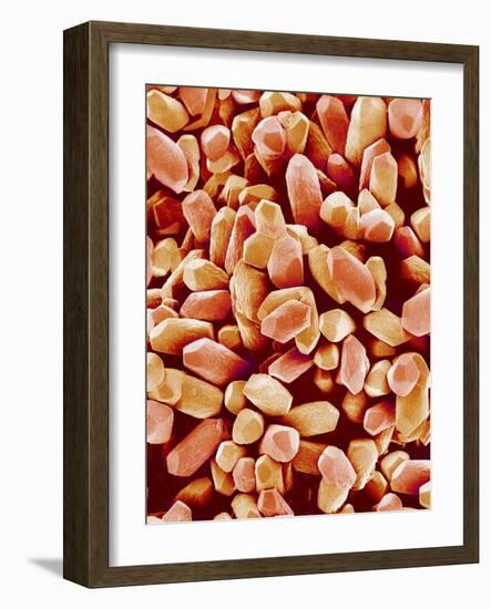 Otoliths of a Rabbit-Micro Discovery-Framed Photographic Print