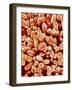 Otoliths of a Rabbit-Micro Discovery-Framed Photographic Print