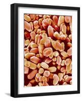 Otoliths of a Rabbit-Micro Discovery-Framed Photographic Print