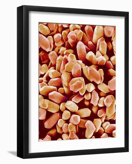 Otoliths of a Rabbit-Micro Discovery-Framed Photographic Print