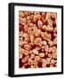 Otoliths of a Rabbit-Micro Discovery-Framed Photographic Print