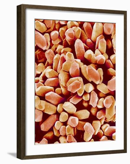 Otoliths of a Rabbit-Micro Discovery-Framed Photographic Print