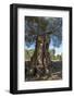 Otranto, province of Lecce, Salento, Apulia, Italy-ClickAlps-Framed Photographic Print