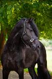 Beautiful Friesian Horse-ots-photo-Photographic Print