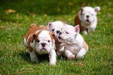 English Bulldog Puppies Playing-ots-photo-Stretched Canvas