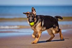 Golden Retriever Puppies At The Sea-ots-photo-Photographic Print