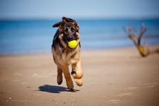 Golden Retriever Puppies At The Sea-ots-photo-Photographic Print