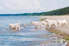 English Bulldog Puppies Playing-ots-photo-Photographic Print