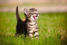 Tabby Kitten Outdoors Meowing-ots-photo-Framed Photographic Print