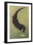 Otter and Fish-null-Framed Art Print