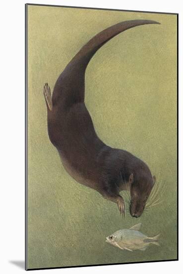 Otter and Fish-null-Mounted Art Print