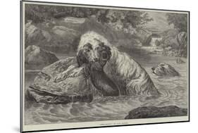 Otter-Hounds-Basil Bradley-Mounted Giclee Print