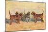 Otter Hounds-Thomas Ivester Llyod-Mounted Art Print